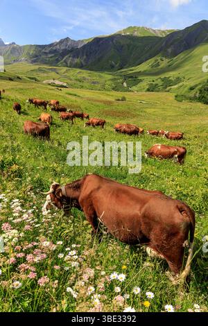 France, Savoie, Albiez-Montrond, vaches dans les alpages (Beaufort appellation d'origine contrôlée) au pied des aiguilles d'Arves Banque D'Images