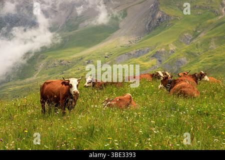 France, Savoie, Albiez-Montrond, vaches dans les alpages (Beaufort appellation d'origine contrôlée) au pied des aiguilles d'Arves Banque D'Images