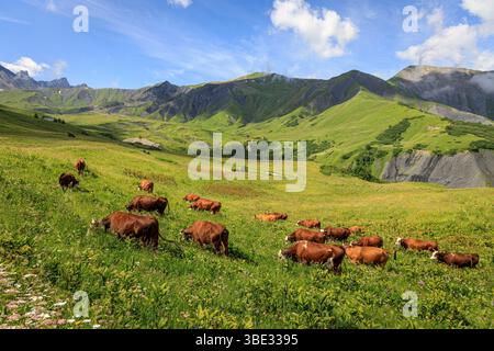 France, Savoie, Albiez-Montrond, vaches dans les alpages (Beaufort appellation d'origine contrôlée) au pied des aiguilles d'Arves Banque D'Images