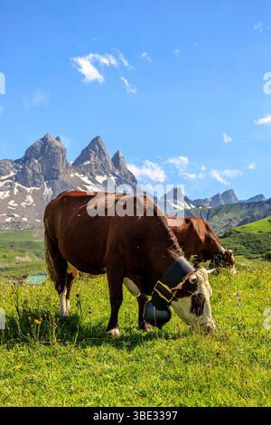 France, Savoie, Albiez-Montrond, vaches dans les pâturages (AOC Beaufort) au pied des aiguilles d'Arves, de gauche à droite l'aiguille septentrionale ou Tête de Chat (3364 m), l'aiguille centrale (3513 m) et l'aiguille méridionale (3514 m) Banque D'Images