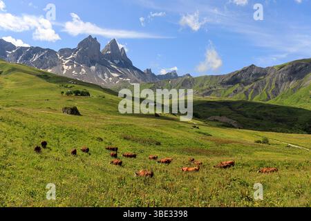 France, Savoie (73), Albiez-Montrond, vaches dans les alpages (AOC Beaufort) au pied des aiguilles d'Arves, de gauche à droite l'aiguille Septentrionale ou Tête de Chat (3364 m), l'aiguille centrale (3513 m) et l'aiguille méridionale (3514 m) Banque D'Images