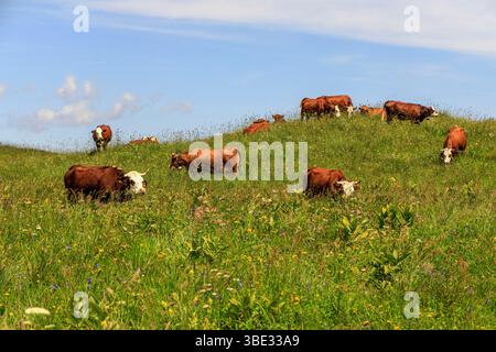 France, Savoie, Albiez-Montrond, vaches dans les alpages (Beaufort appellation d'origine contrôlée) au pied des aiguilles d'Arves Banque D'Images