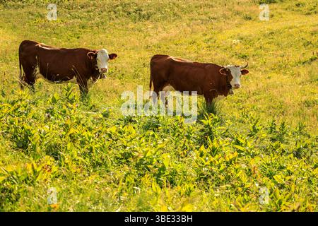 France, Savoie, Albiez-Montrond, vaches dans les alpages (Beaufort appellation d'origine contrôlée) au pied des aiguilles d'Arves Banque D'Images