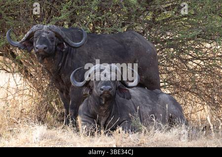 Tanzanie, Randilen, WMA (Wildlife Management Area) deux buffles africains (Syncerus caffer) ils peuvent atteindre 17 m de hauteur et 34 m de longueur, avec des cornes de 15 m et un poids de 900 kg. C'est la seule espèce du genre Syncerus avec le léopard africain, l'éléphant africain, le rhinocéros noir et le lion africain, il fait partie du soi-disant grand groupe de cinq mammifères autrefois craint et respecté par les chasseurs africains Banque D'Images