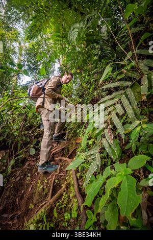 Indonésie, île de Sumatra, province de Sumatra Ouest, Solok, trekking dans la forêt tropicale Banque D'Images