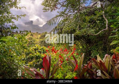 Indonésie, île de Sumatra, province de Sumatra Ouest, Solok, trekking dans la forêt tropicale Banque D'Images