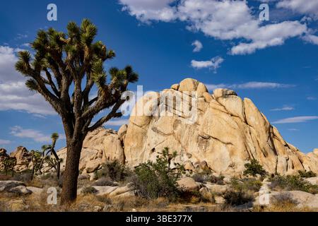 États-Unis, Californie, Joshua Tree National Park, Joshua Trees (Yucca brevifolia) dans le paysage Banque D'Images