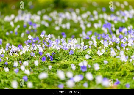 Fleurs de blanda d'anémone soufflant dans le vent. Pétales bleus et blancs de fleurs de vent le jour venteux de printemps. Concept de jardin ou de croissance. Dublin, Irlande Banque D'Images