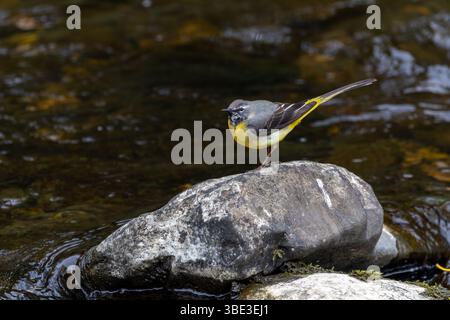 Oiseau à queue de mouche gris 'Motacilla cinerea' debout sur le rocher au bord des eaux de la rivière 'Dodder', Dublin, Irlande Banque D'Images