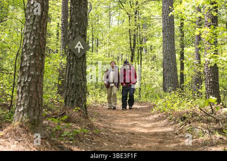Une promenade dans les bois année : 2015 USA réalisé par Ken Kwapis Robert Redford, Nick Nolte Banque D'Images