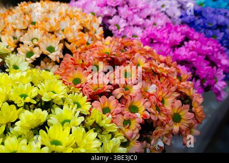 Beaux chrysanthèmes multicolores dans un magasin de fleurs. Fleurs Banque D'Images