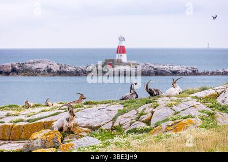 Les chèvres sauvages se reposent sur l'île Dalkey en face du phare Muglins. Troupeau de sept animaux sauvages 'Capra aegagrus' sur la côte irlandaise. Dublin, Irlande Banque D'Images