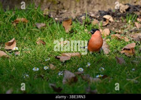 Un taureau eurasien, Pyrrhula pyrrhula cherche de la nourriture au milieu de l'herbe verte et des marguerites. Les feuilles tombées entourent l'oiseau, mettant en évidence un vibrant Banque D'Images