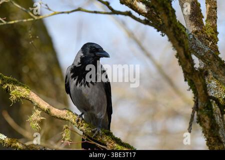 Un corbeau repose tranquillement sur une branche couverte de mousse sur fond de verdure. La lumière du soleil filtre à travers les feuilles, créant une atmosphère sereine. Le Banque D'Images