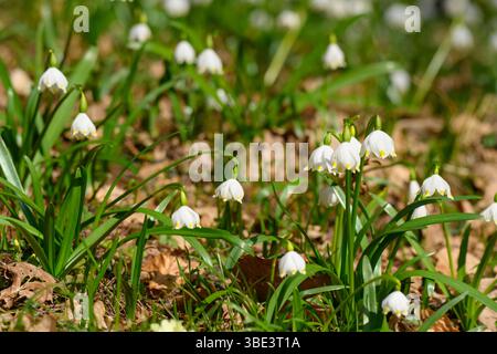 De délicates fleurs blanches en forme de goutte de neige s'élèvent au-dessus de l'herbe verte dans un jardin vibrant. La lumière du soleil filtre à travers les feuilles, créant une atmosphère sereine au début Banque D'Images