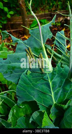 Chenilles blanches de chou dans le processus de dévorer une récolte de chou de printemps (Brassicas), mangeant là-bas à travers chaque feuille. Banque D'Images