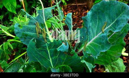 Chenilles blanches de chou dans le processus de dévorer une récolte de chou de printemps (Brassicas), mangeant là-bas à travers chaque feuille. Banque D'Images