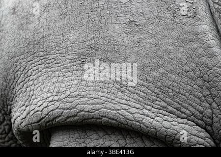 Un gros plan d'une peau de rhinocéros, en se concentrant sur sa texture de peau et les rides détaillées autour.rhinocéros blanc. Banque D'Images