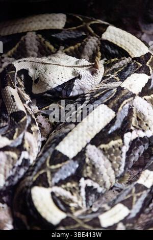 Le serpent est brun et a un corps long et mince. Un serpent à sonnette est couché sur le sable, avec sa tête face à la caméra. Banque D'Images