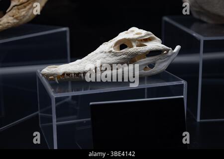 Crâne de crocodile de profil - reptiles - tortues et tortues, crocodiles.crâne de crocodile (Crocodylus niloticus-rezent). Banque D'Images