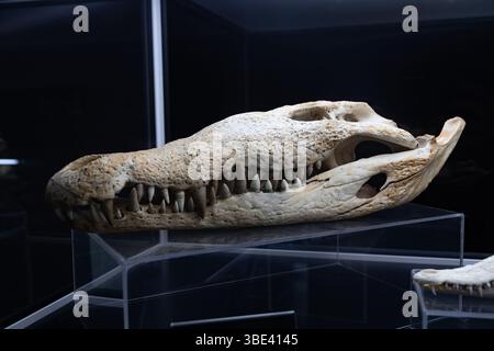 Crâne de crocodile de profil - reptiles - tortues et tortues, crocodiles.crâne de crocodile (Crocodylus niloticus-rezent). Banque D'Images