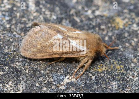 La teigne orange (Triodia sylvina), un membre de la famille Hepialidae famille des teignes, Angleterre, Royaume-Uni Banque D'Images
