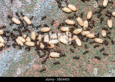 Colonie de fourmis de jardin noires (Lasius Niger), fourmis s'occupant de cocons dans le nid sous une dalle de pavage, Surrey, Angleterre, Royaume-Uni Banque D'Images