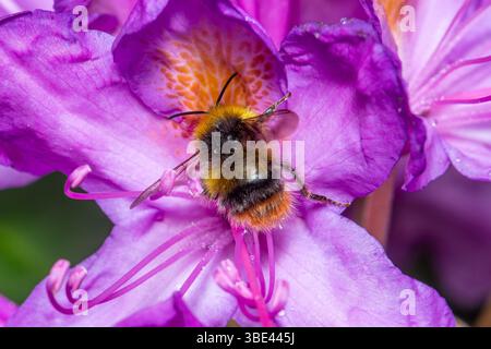 Bourdon précoce (Bombus pratorum) buvant sur la fleur colorée de rhododendron, Angleterre, Royaume-Uni Banque D'Images