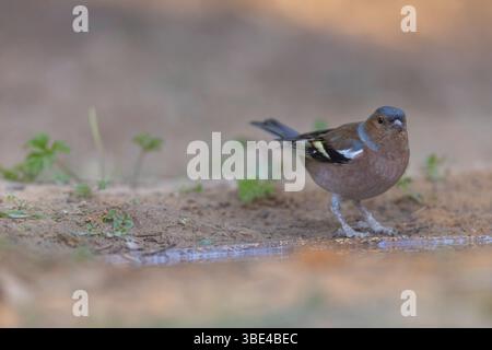 Chaffinch eurasien mâle, Chaffinch commun, ou simplement le Chaffinch (Fringilla coelebs شرشور العصافة المألوف ) sur le sol sont non migrateurs Banque D'Images