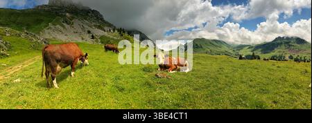 Les vaches errent et paissent paisiblement sur un vaste paysage alpin herbeux avec des nuages spectaculaires. Banque D'Images
