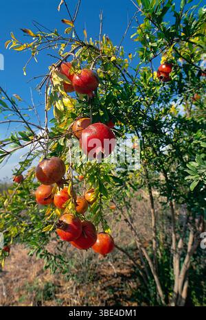 Fruits rouges mûrs sur un grenade. Dans de nombreuses cultures, la grenade est un symbole de prospérité et de fertilité, dans la culture juive, elle est l'une des t Banque D'Images