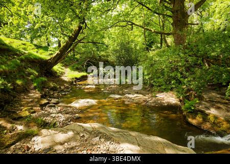 Le ruisseau Dearden coule à travers une forêt printanière ensoleillée dans un ravin profond près d'Edenfield, Rossendale, Lancashire. Banque D'Images