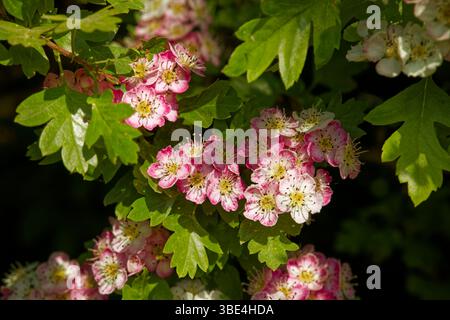 Jolies fleurs blanches, roses et rouges de Hawthorn au printemps. Banque D'Images