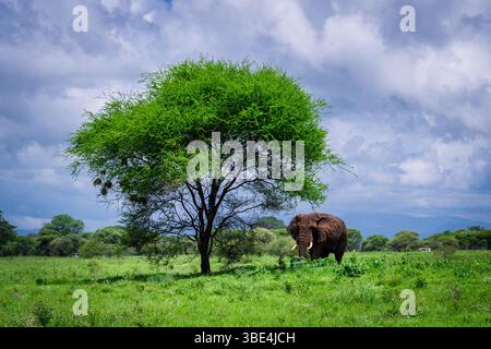 Éléphant d'Afrique paissant à côté de l'arbre d'acacia dans le parc national de Tarangire Banque D'Images