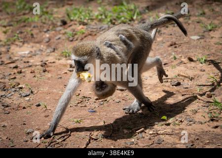 Mère singe vervet portant bébé en mangeant dans un habitat naturel, comportement parental de la faune africaine Banque D'Images
