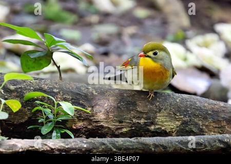 Le Leiothrix à bec rouge (Leiothrix lutea) a été introduit dans les îles d'Hawaï en 1918 Banque D'Images