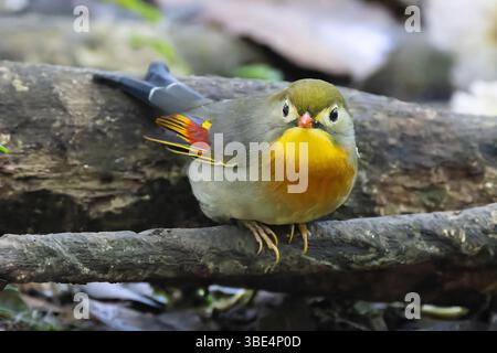 Le Leiothrix à bec rouge (Leiothrix lutea) a été introduit dans les îles d'Hawaï en 1918 Banque D'Images