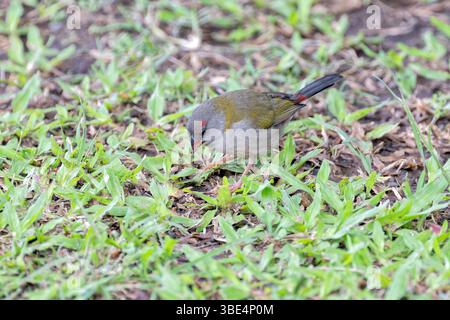 Le firetail à sourcils rouges (Neochmia temporalis) est une espèce introduite à Tahiti Banque D'Images