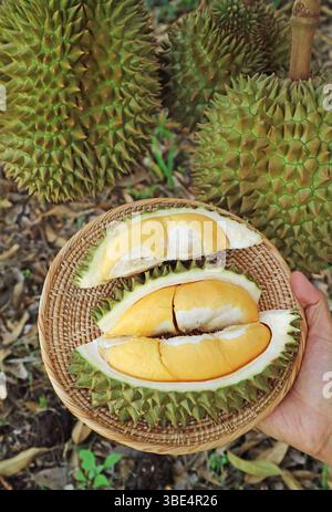 Délicieux fruit Durian ouvert fraîchement récolté avec les fruits mûrissants sur l'arbre Banque D'Images
