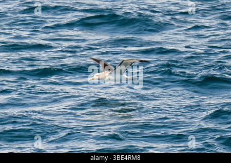 De l'albatros de Salvin (Thalassarche salvini) Banque D'Images