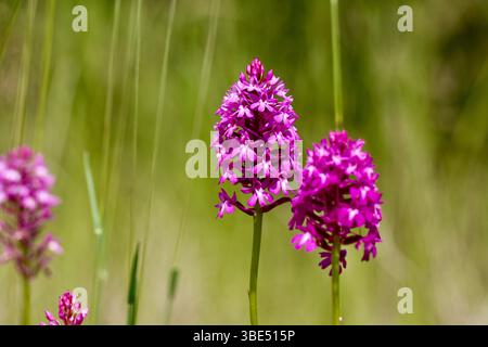 Les fleurs étonnantes de l'orchidée pyramidale - Anacamptis pyramidalis, une espèce de prairie spécialisée est l'une des orchidées sauvages les plus communes Banque D'Images