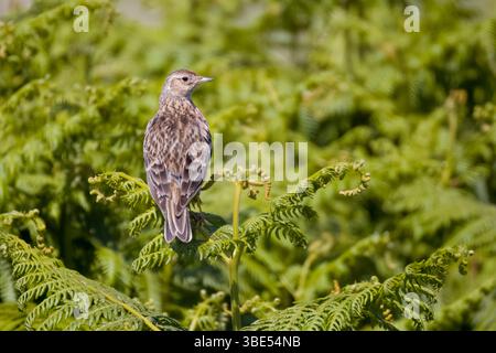 Meadow Pipit perché sur Bracken sur Skokholm Island Wales Banque D'Images