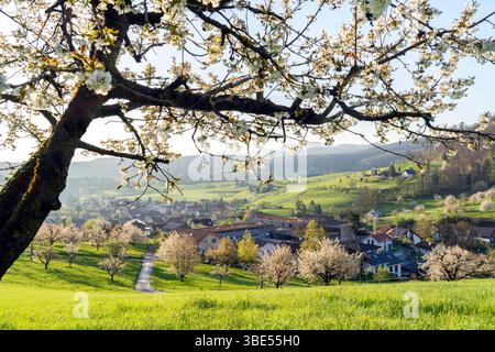 Cerisiers en fleurs à Schwarzbubenland près de Büren SO. Suisse Banque D'Images