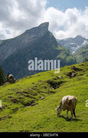 Deux vaches paissent paisiblement sur les pâturages verdoyants de Seealpsee, en Suisse, avec des sommets alpins majestueux s'élevant en arrière-plan sous un c partiel Banque D'Images