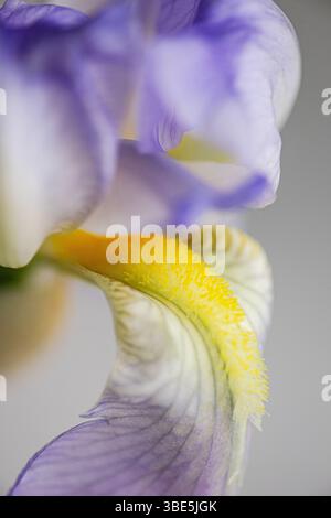 Un gros plan détaillé d'une superbe fleur d'Iris présentant des motifs violets et jaunes complexes sur ses délicats pétales, parfaits pour la décoration ou les s botaniques Banque D'Images
