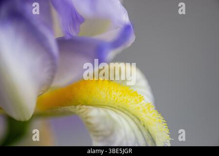 Image macro mettant en valeur les détails complexes d'une fleur d'iris jaune et violette, mettant en valeur ses textures délicates et ses couleurs éclatantes. Banque D'Images