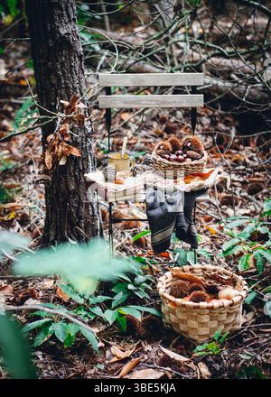 Une scène de forêt sereine avec une chaise avec des châtaignes et des livres, entourée d'arbres. Un panier en osier avec des feuilles d'automne et des noix ajoute une touche rustique Banque D'Images