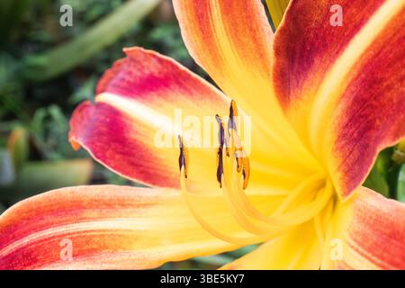 Gros plan sur une fleur de lys jaune et rouge éclatante, mettant en valeur ses pétales complexes et ses étamines détaillées. Les couleurs vives et la beauté naturelle créent un Banque D'Images