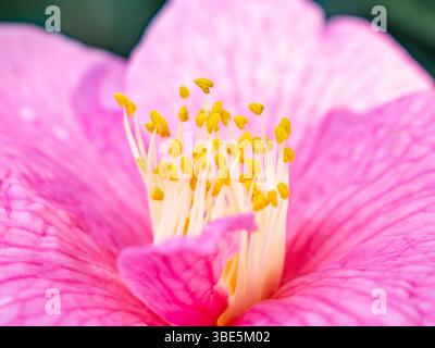 Un magnifique gros plan d'une fleur d'hibiscus rose éclatante, mettant en valeur ses pétales délicats et ses étamines jaunes proéminentes, capturant l'essence du b naturel Banque D'Images
