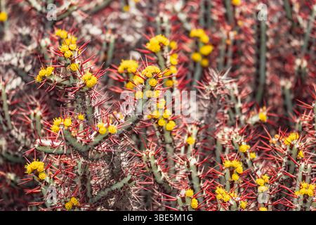 Gros plan sur des cactus du désert présentant des épines rouges éclatantes et des fleurs jaune vif. Les couleurs riches et les détails complexes soulignent la résilience de la plante Banque D'Images